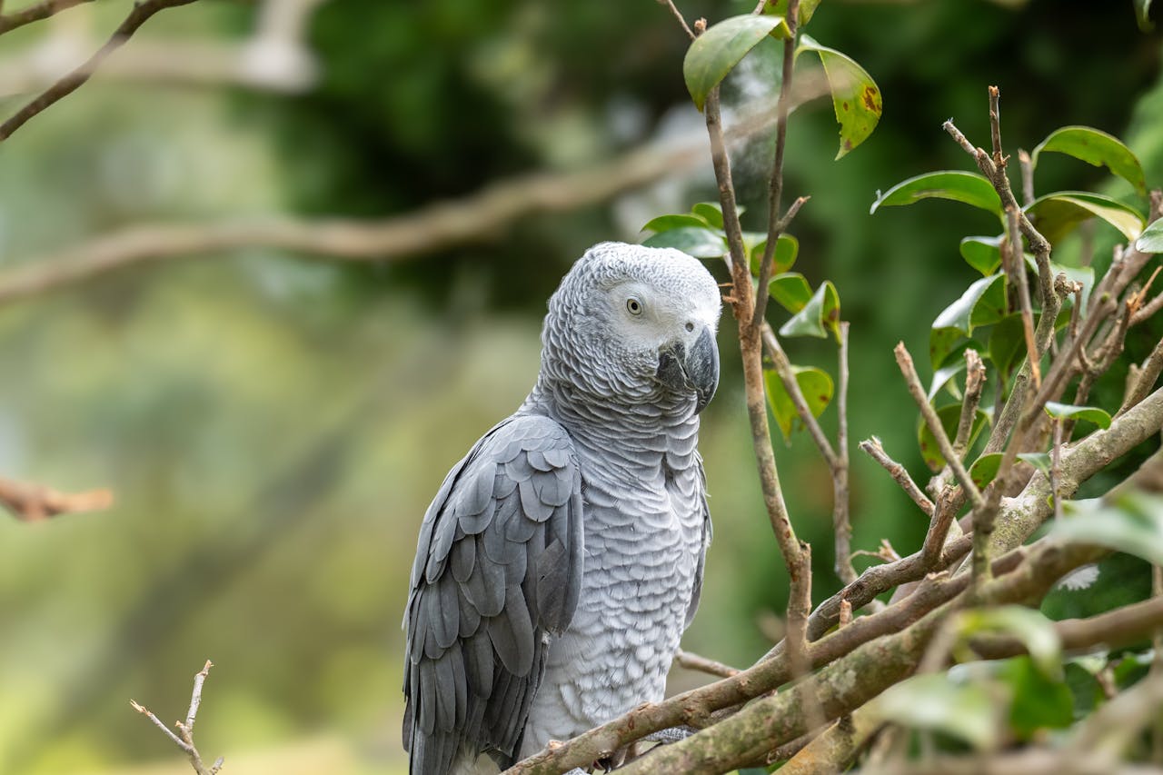 A grey parrot perched on a branch, showcasing intricate feather details in a natural setting.