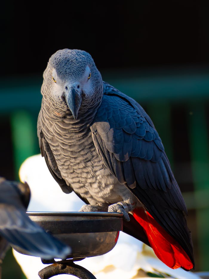 Close-up of an African Grey Parrot perched outdoors showcasing its unique plumage.
