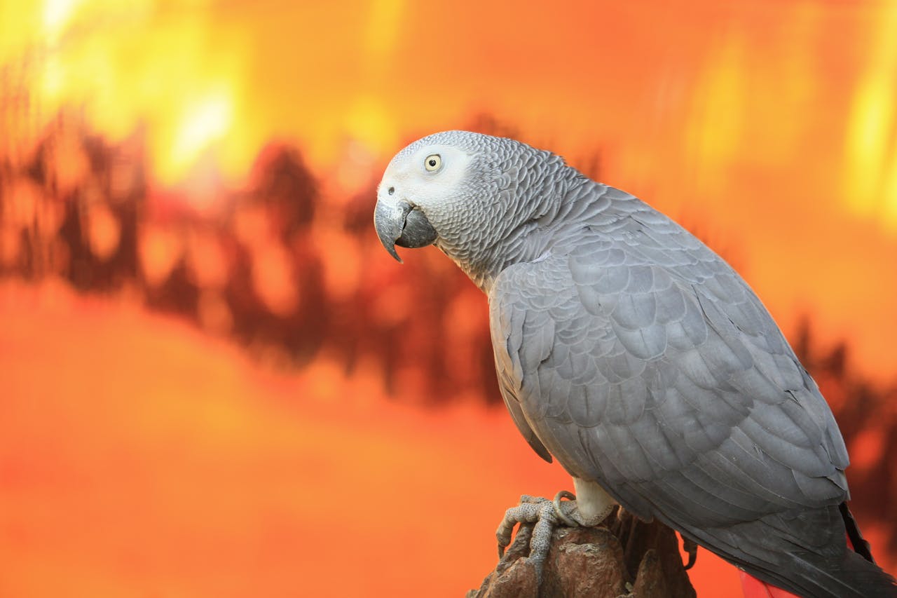 Close-up side view of an African Grey Parrot with orange blurred background.